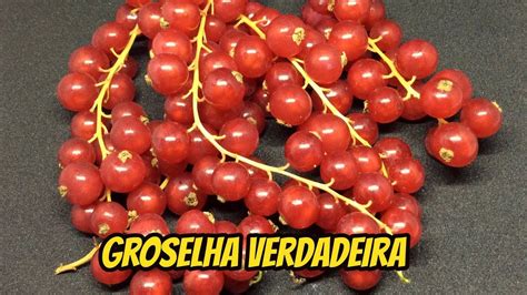 GROSELHA VERDADEIRA .